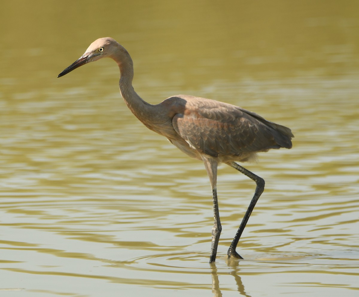 Reddish Egret - ML607557121