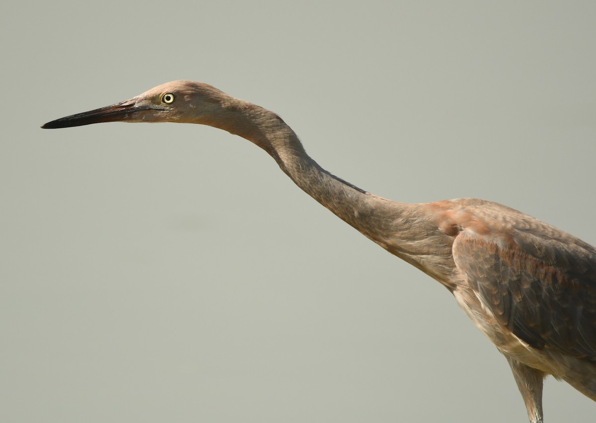 Reddish Egret - ML607557141