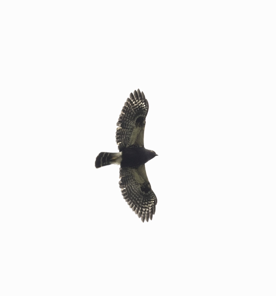 White-rumped Hawk - ML607557281