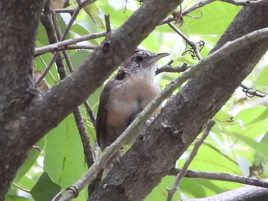 Carolina Wren - ML607558081