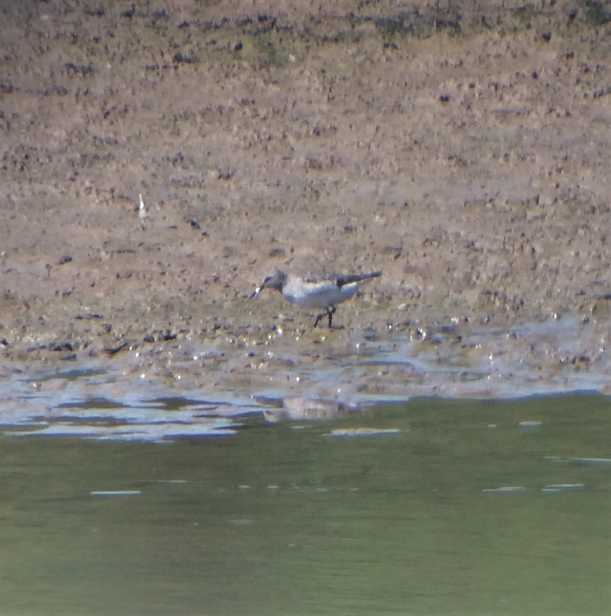 White-rumped Sandpiper - ML607559491