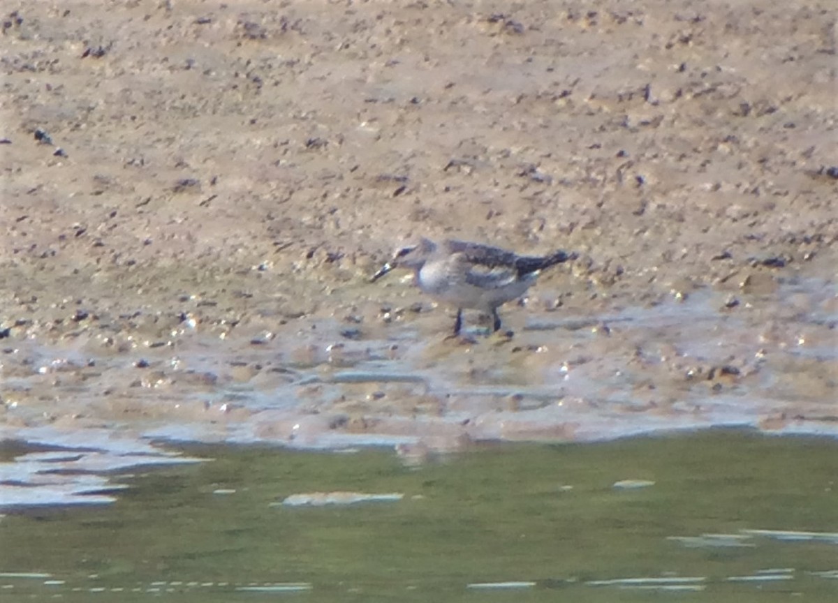 White-rumped Sandpiper - ML607559501