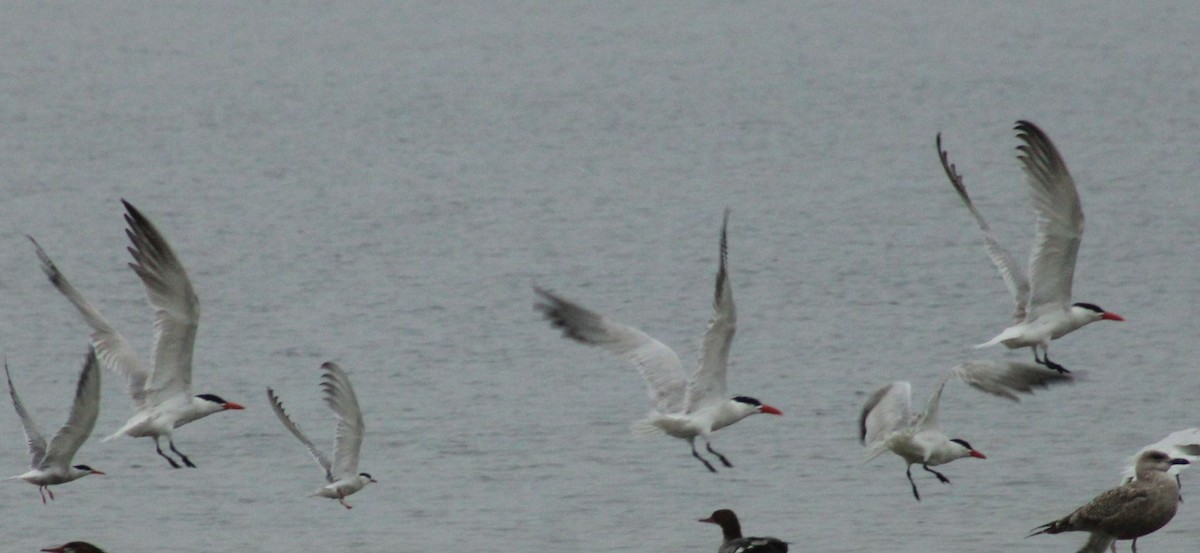 Caspian Tern - Paul Oehrlein