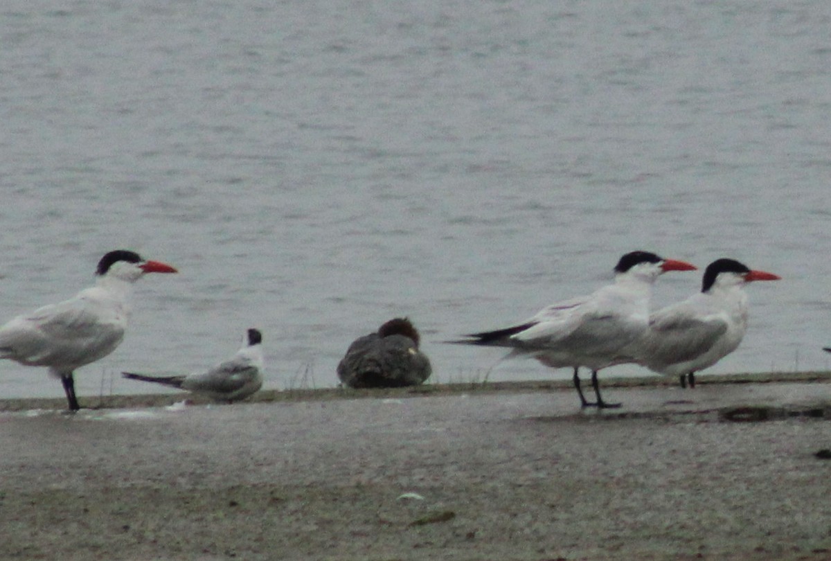 Caspian Tern - Paul Oehrlein