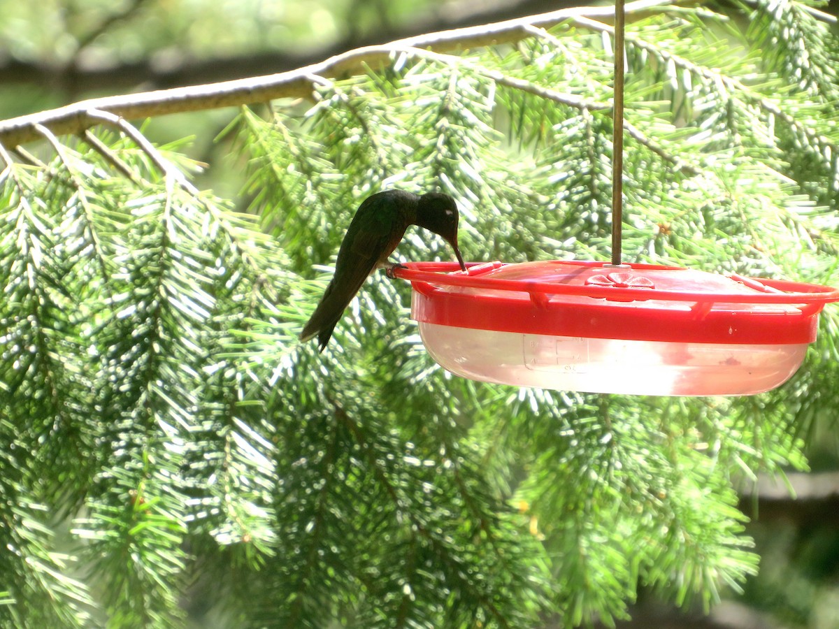 Rivoli's Hummingbird - ML607559781