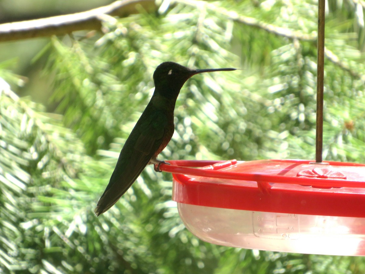 Rivoli's Hummingbird - ML607559821