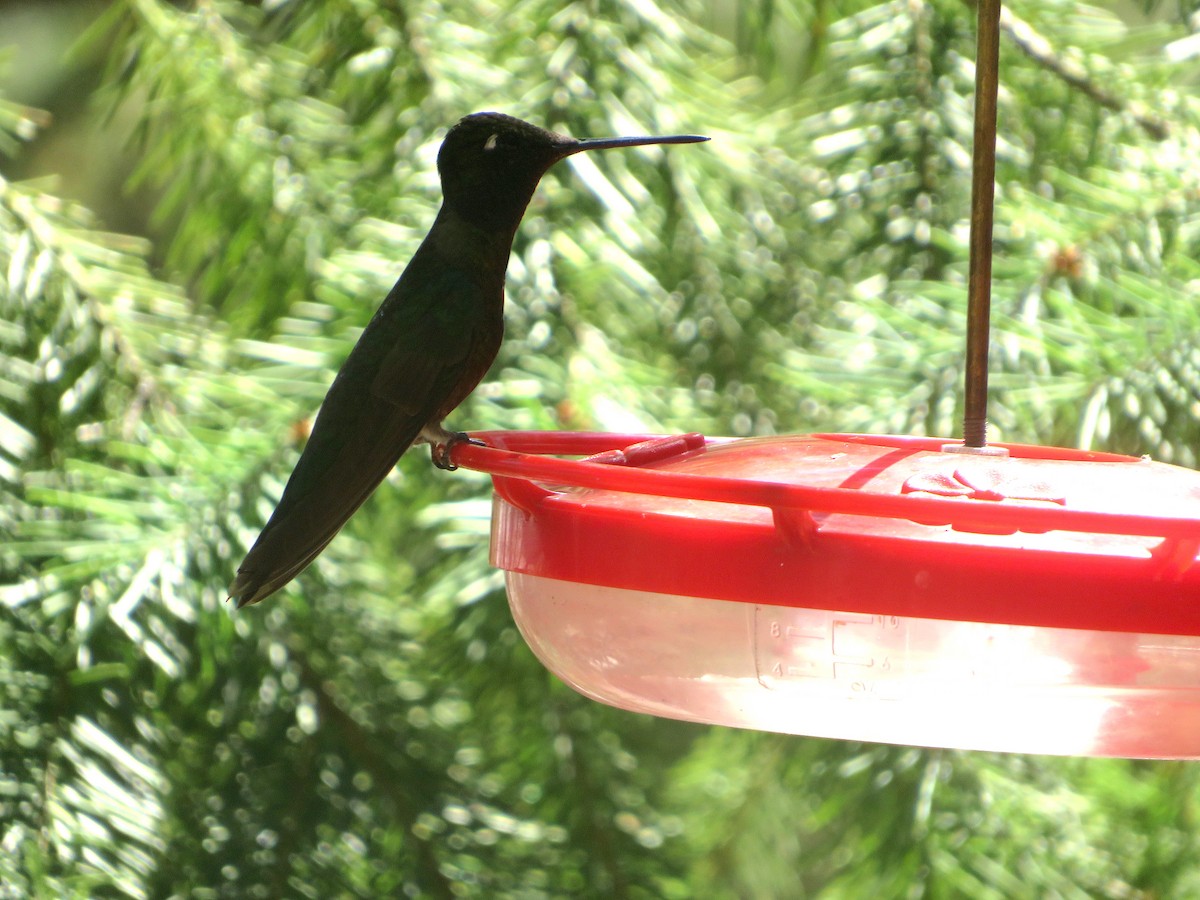 Rivoli's Hummingbird - ML607559861