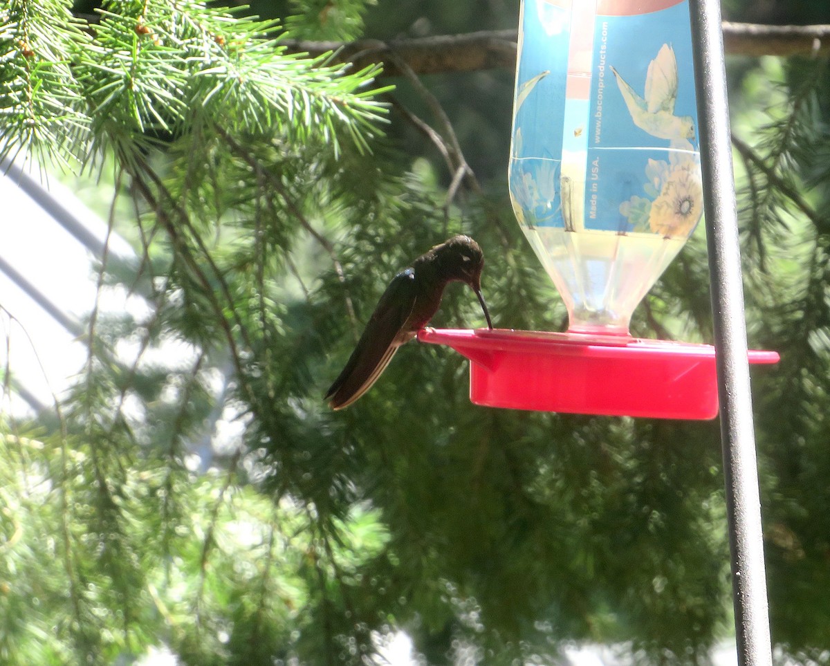 Rivoli's Hummingbird - ML607559891