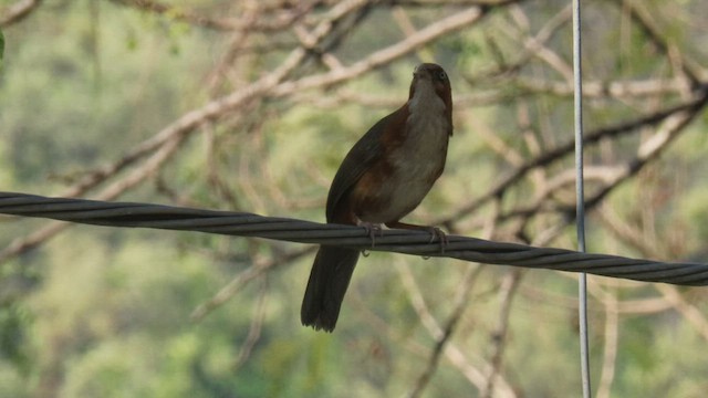 Rusty-cheeked Scimitar-Babbler - ML607560451