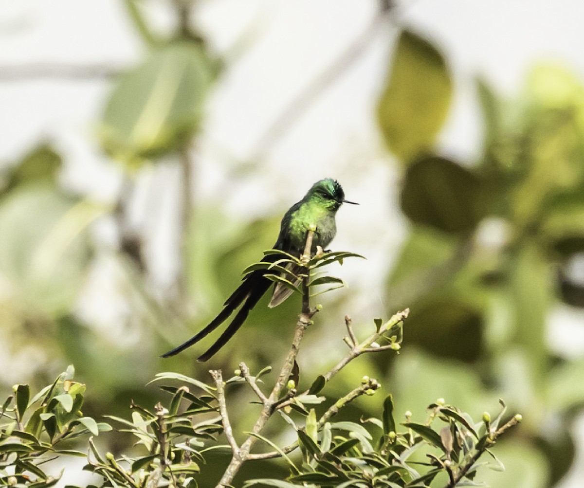 Long-tailed Sylph - ML607561731