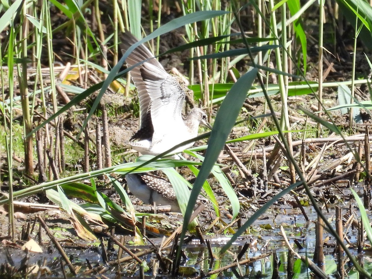 Wood Sandpiper - Kaja Łozicka