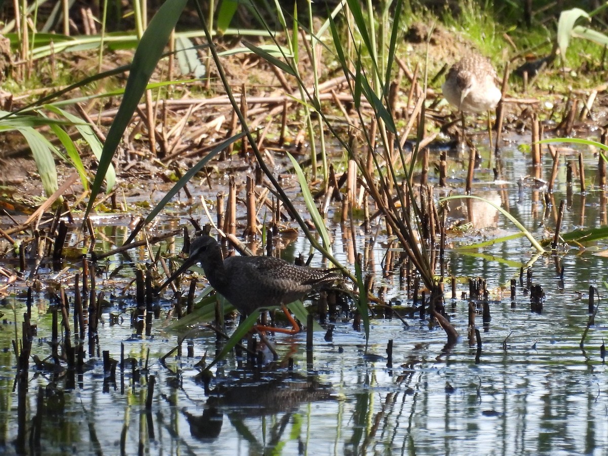 Spotted Redshank - ML607562941
