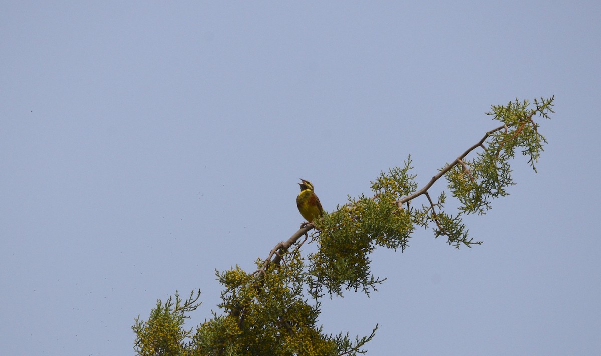 Cirl Bunting - ML607562971