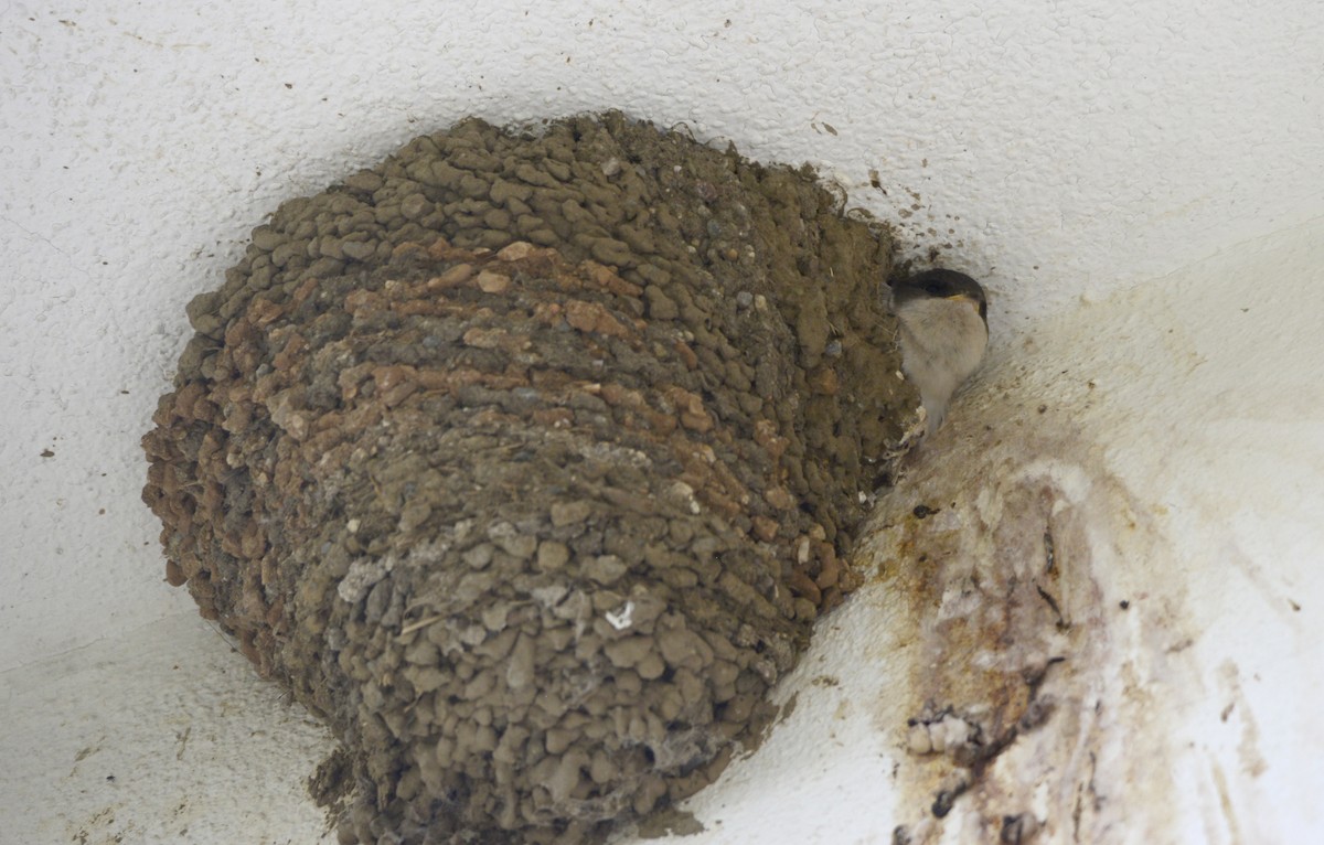 Western House-Martin - ML607563081