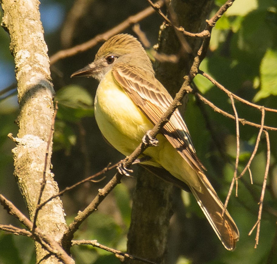 Great Crested Flycatcher - ML60756311