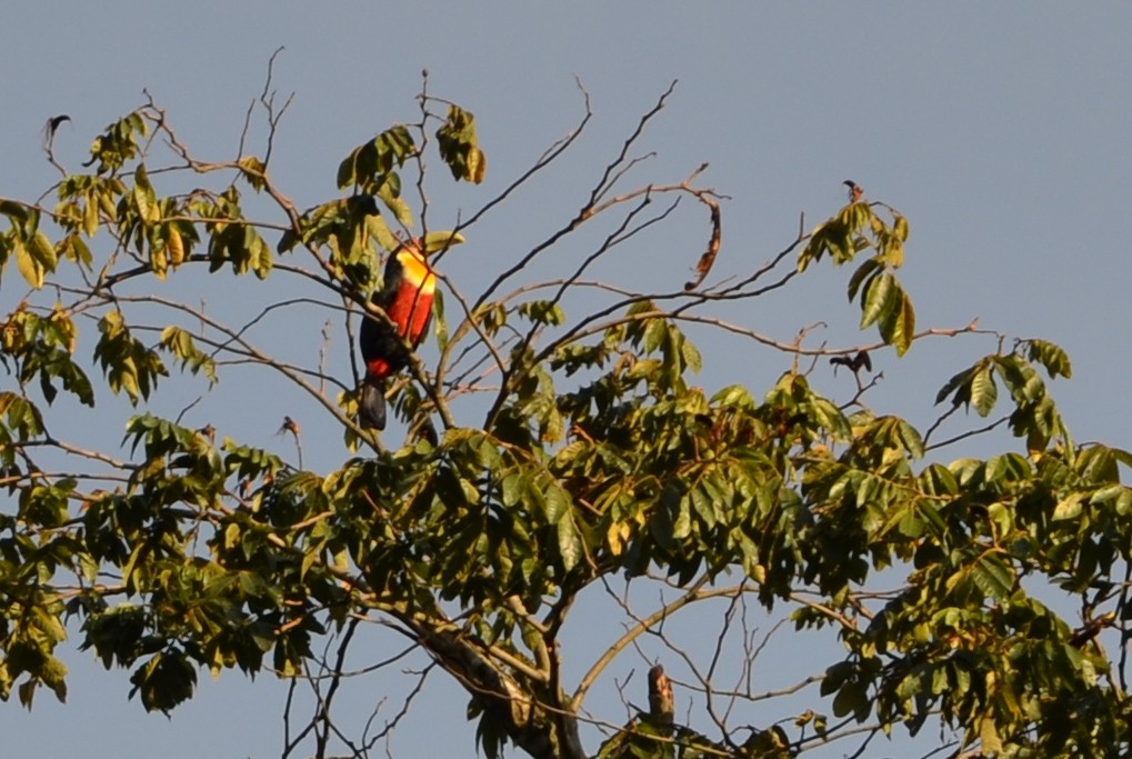 Red-breasted Toucan - ML607564581