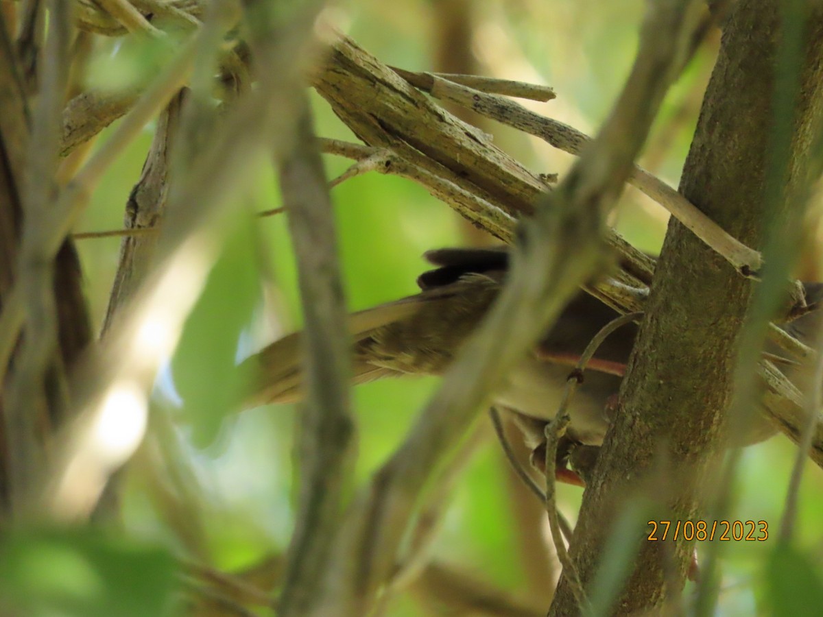 Knysna Warbler - ML607566221