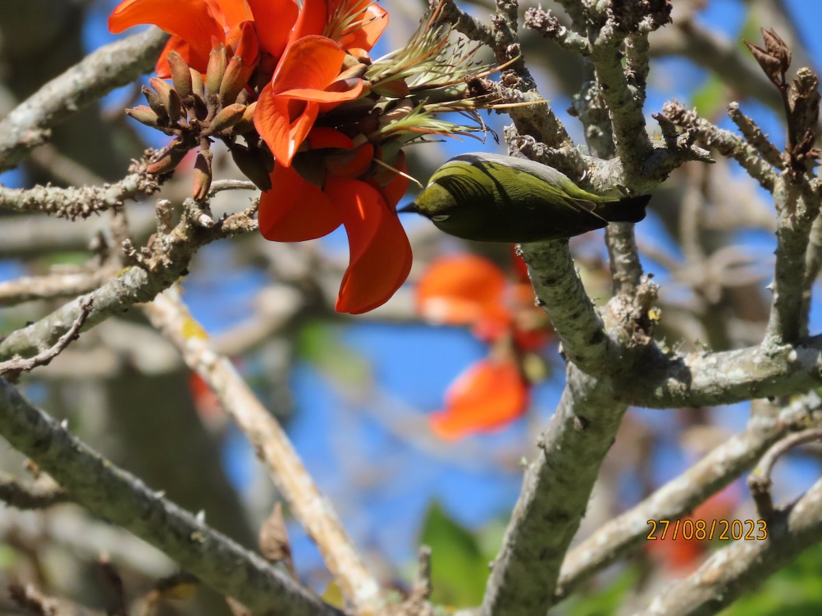 Cape White-eye - Lurine Piek