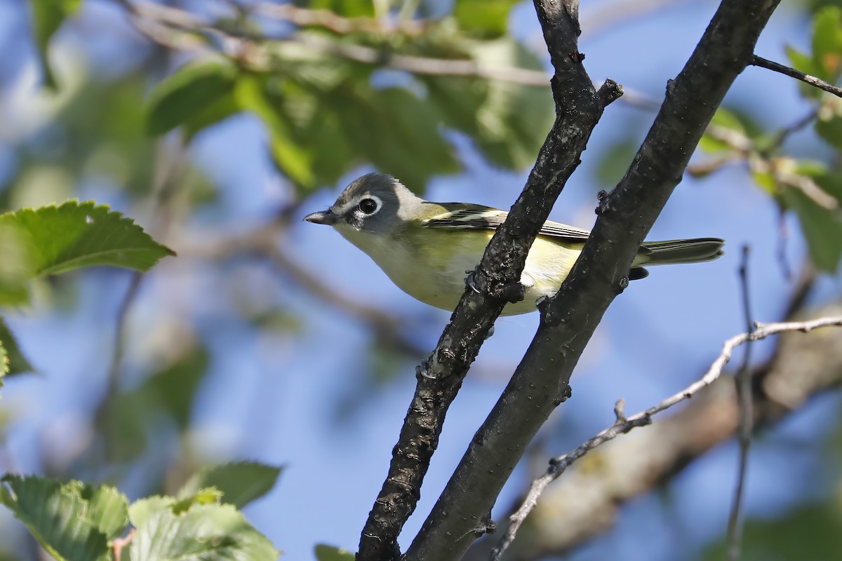 Mavi Başlı Vireo - ML607566731