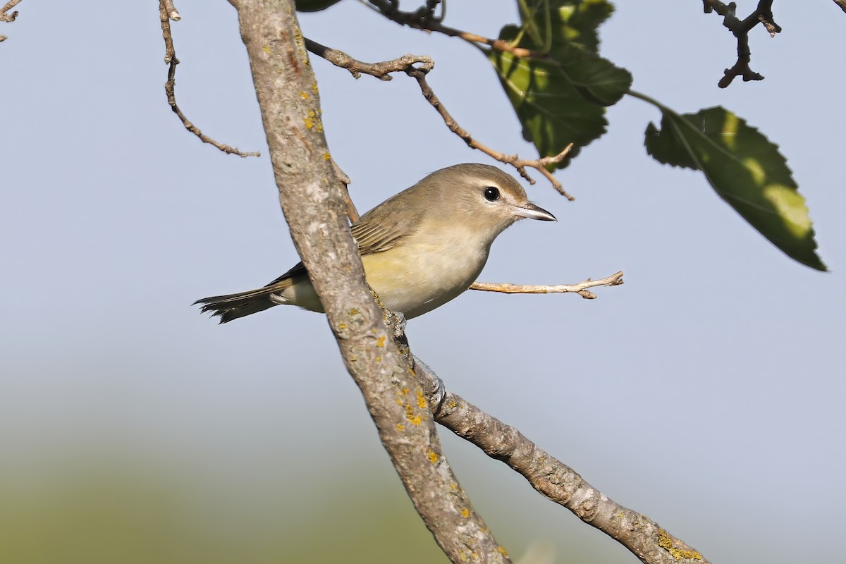 Warbling Vireo - Tommy Childers