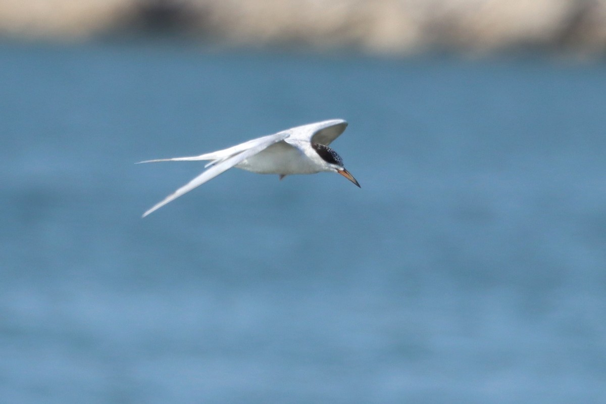 Forster's Tern - ML607567691