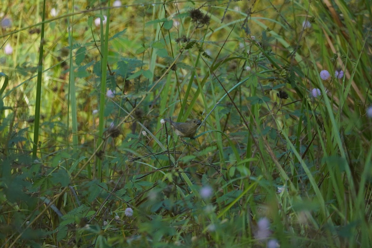 Wing-barred Seedeater - Daniel Pinelli