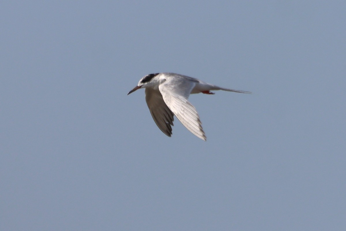 Forster's Tern - ML607567771