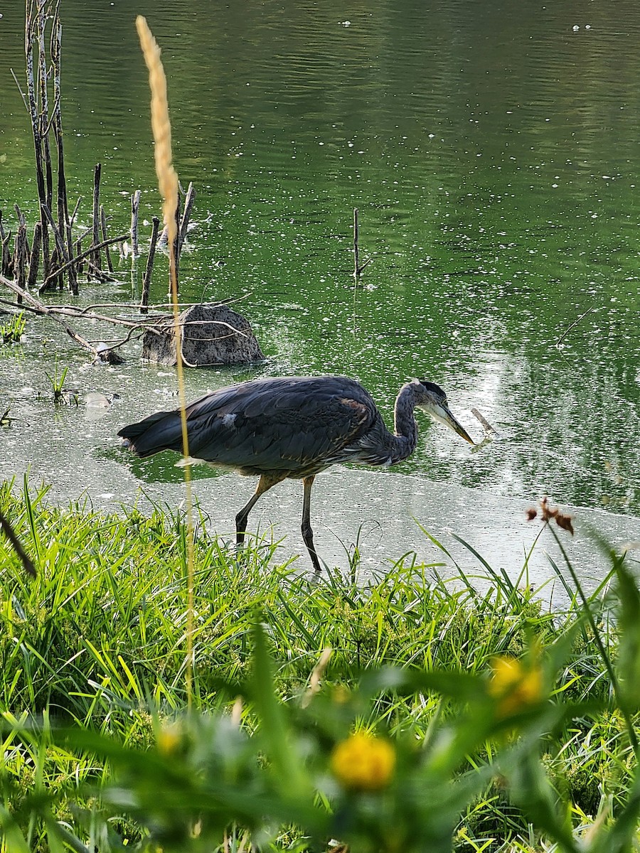 Great Blue Heron - ML607568481