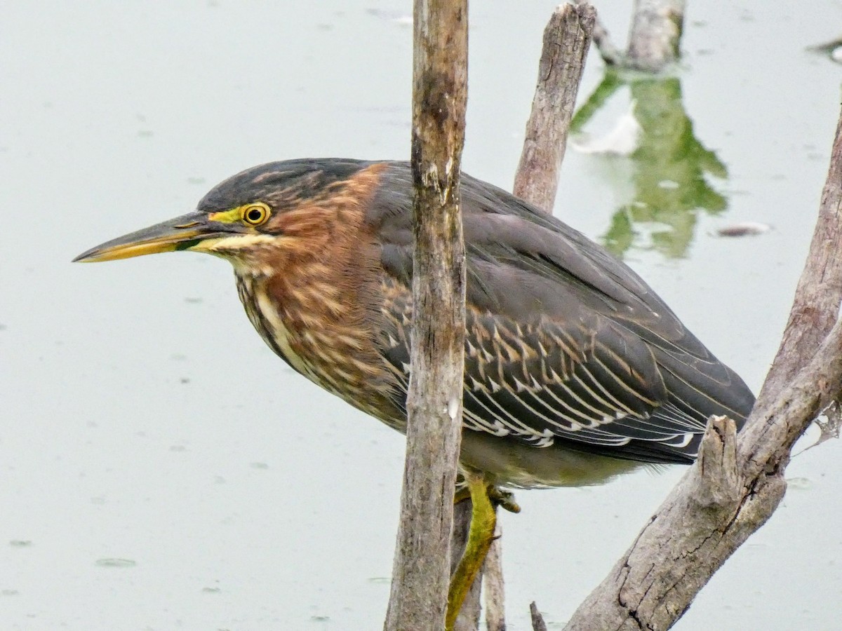 Green Heron - Anne Buckley