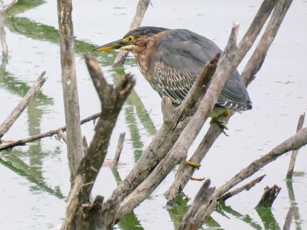 Green Heron - Anne Buckley