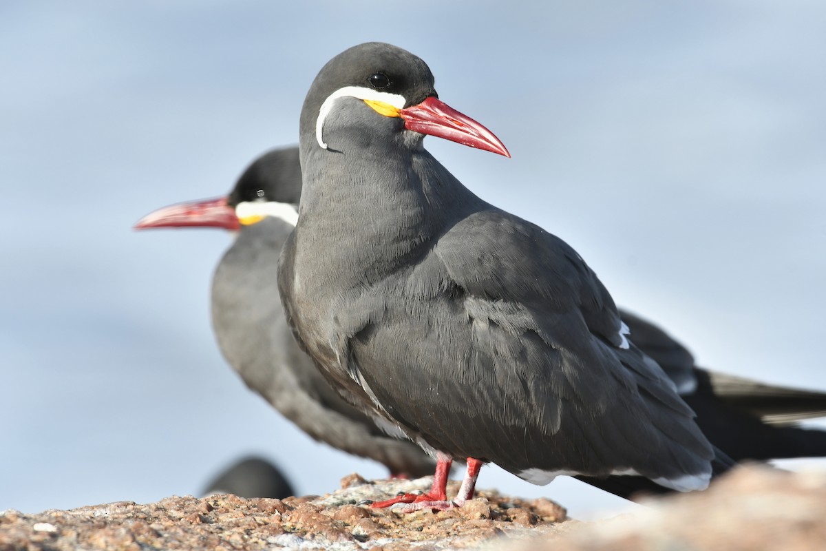 Inca Tern - ML607570461