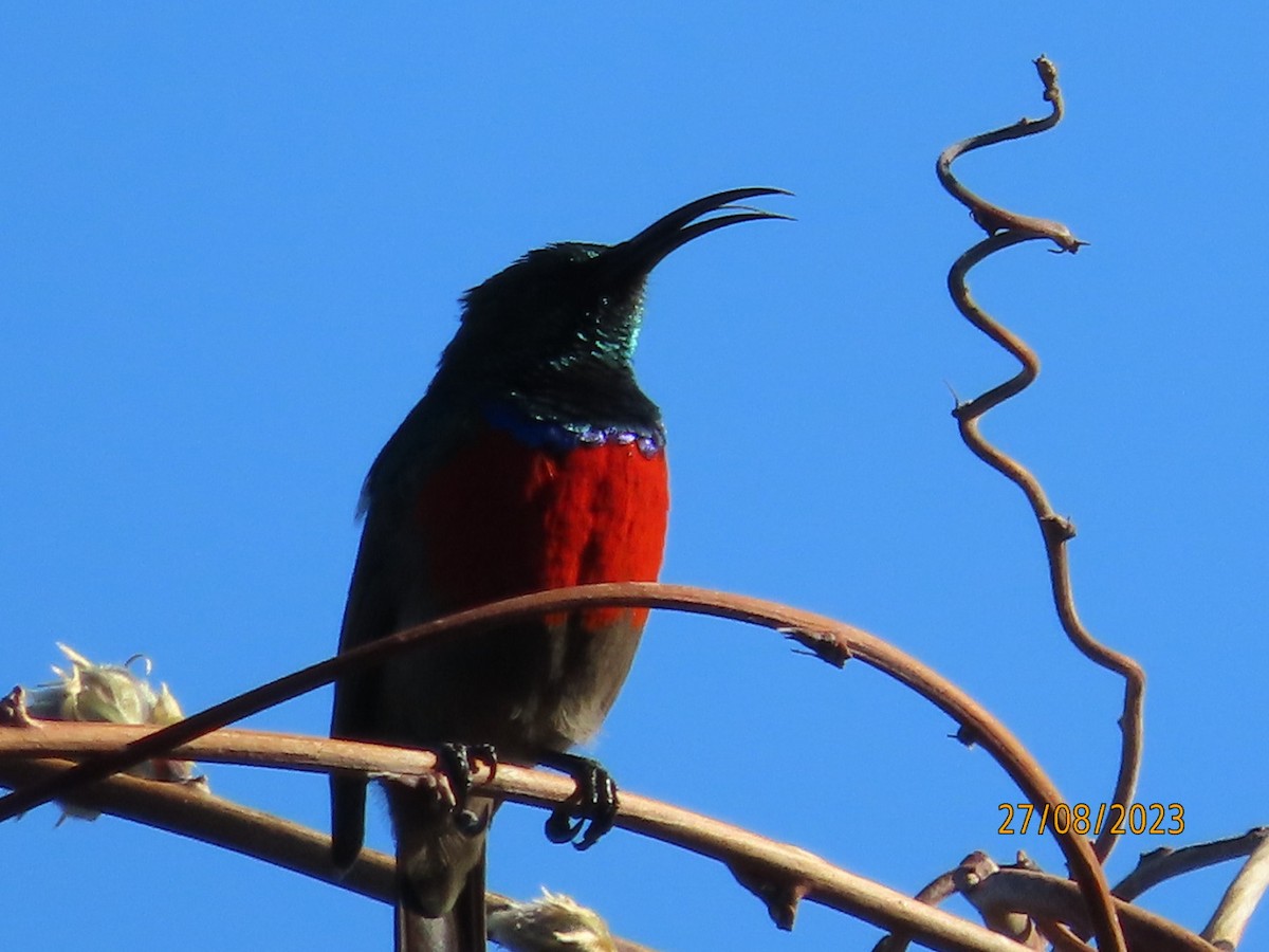 Greater Double-collared Sunbird - ML607572301