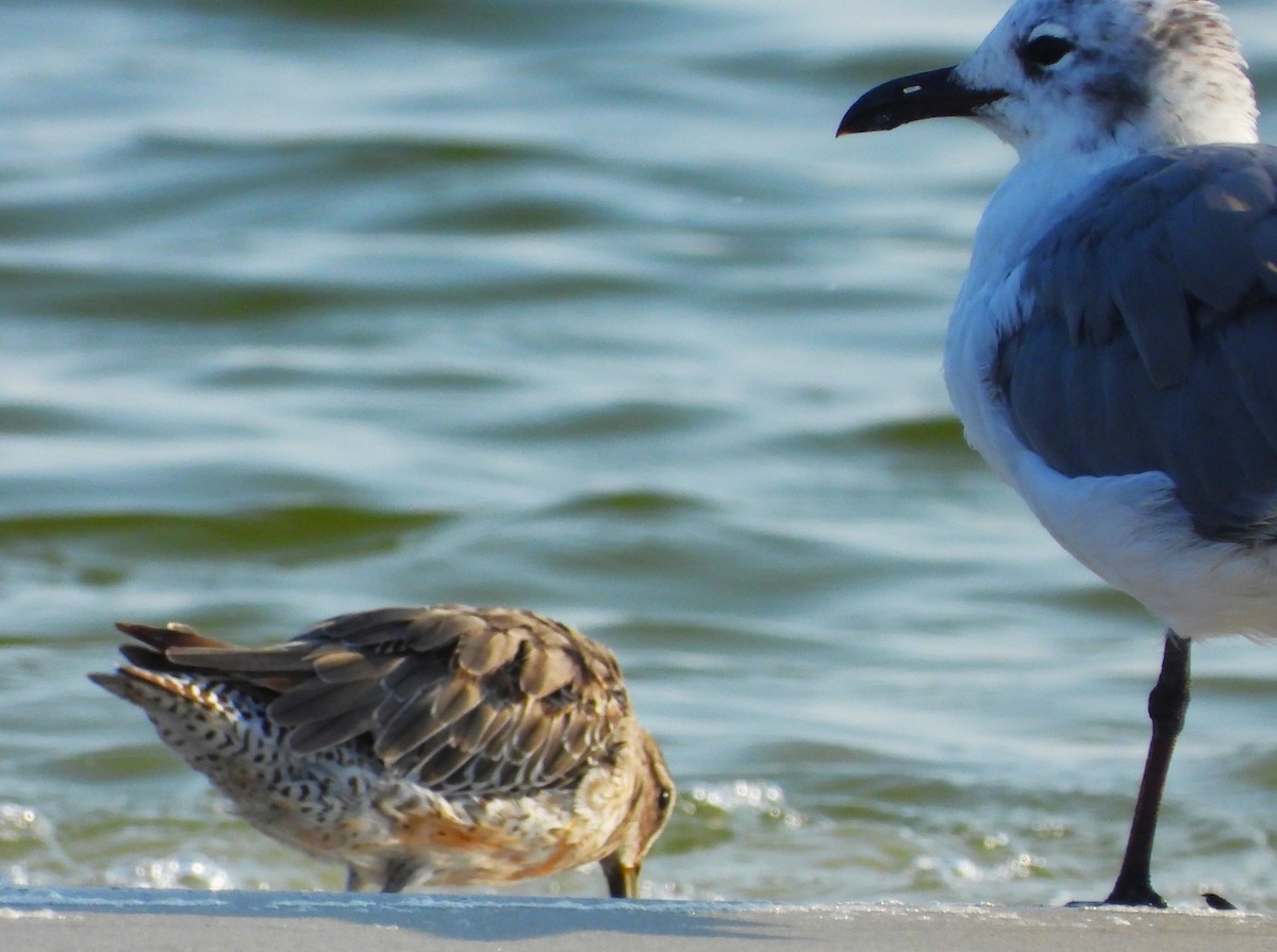 Long-billed Dowitcher - ML607572561