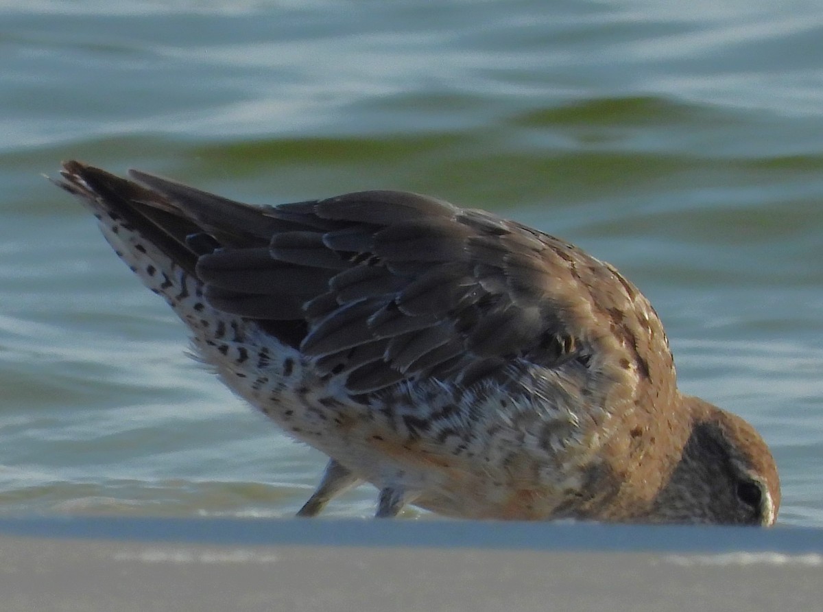 Long-billed Dowitcher - Eric Haskell