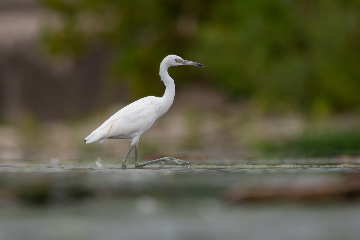 Little Blue Heron - ML607573581