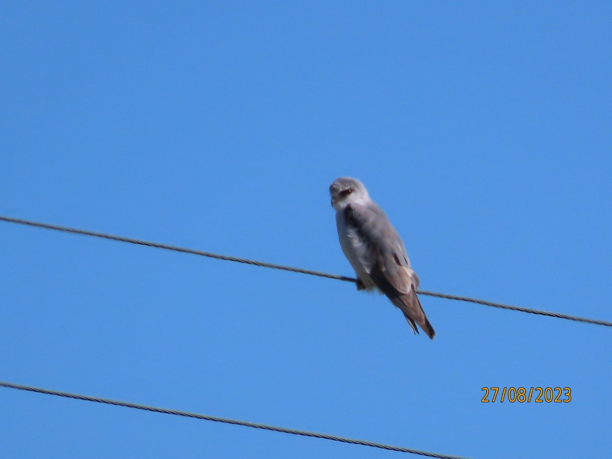 Black-winged Kite - ML607574021