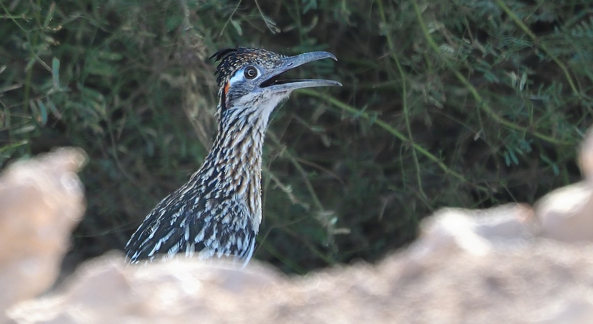 Greater Roadrunner - ML607574201