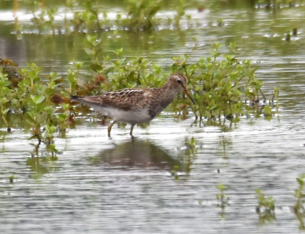 Pectoral Sandpiper - ML607574351