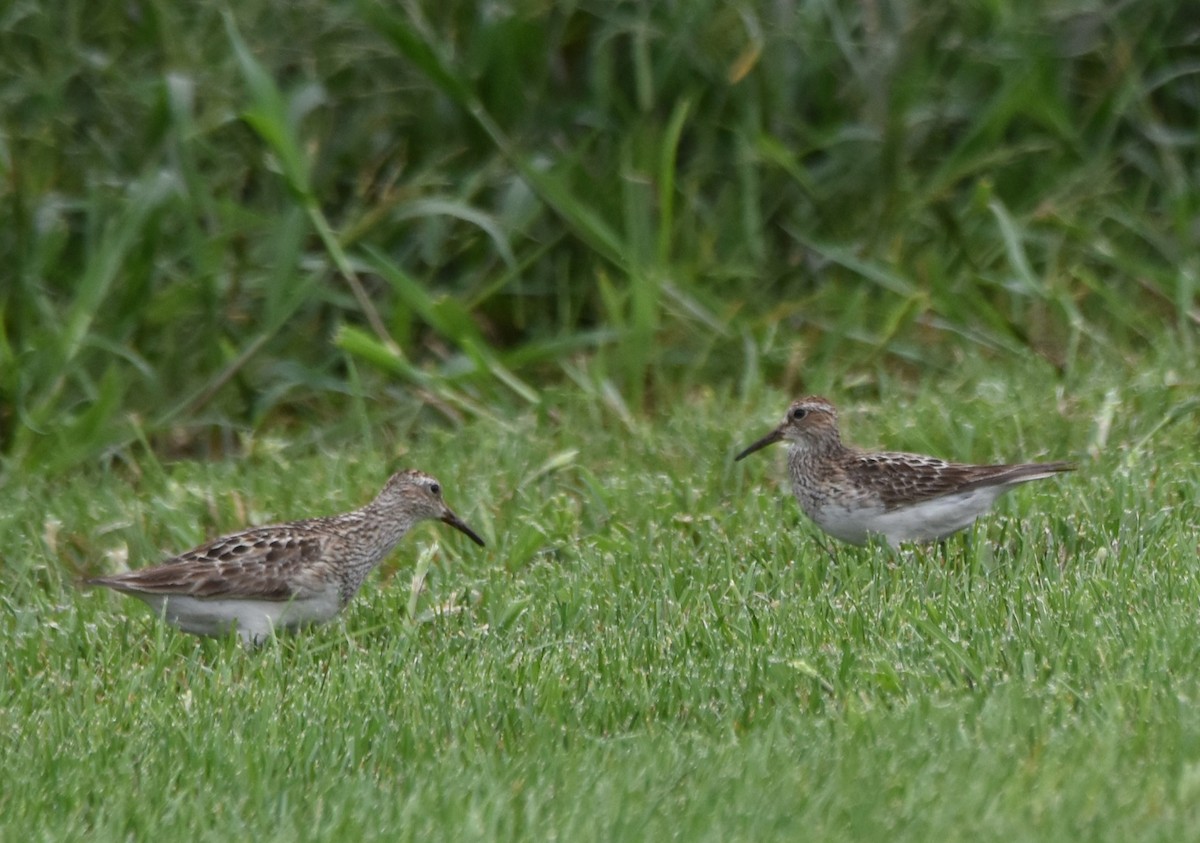 Pectoral Sandpiper - ML607574391