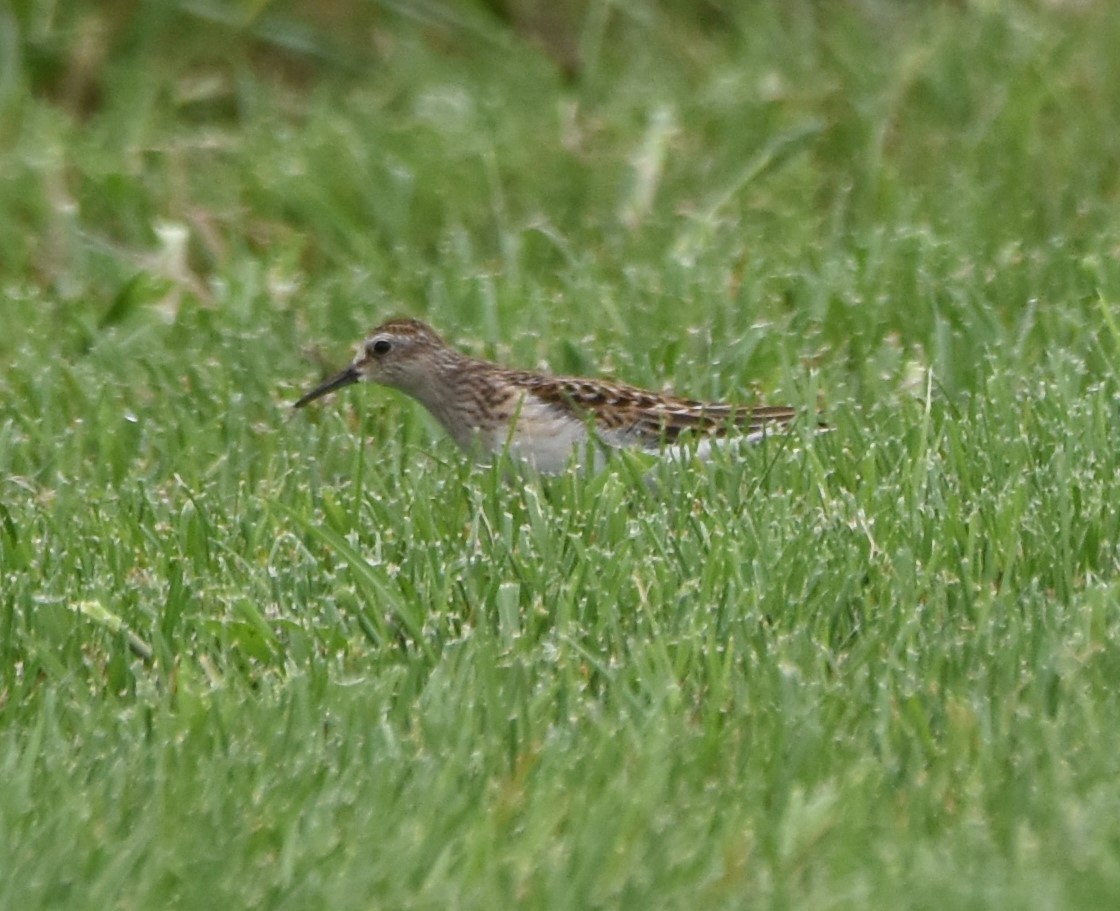 Pectoral Sandpiper - ML607574421