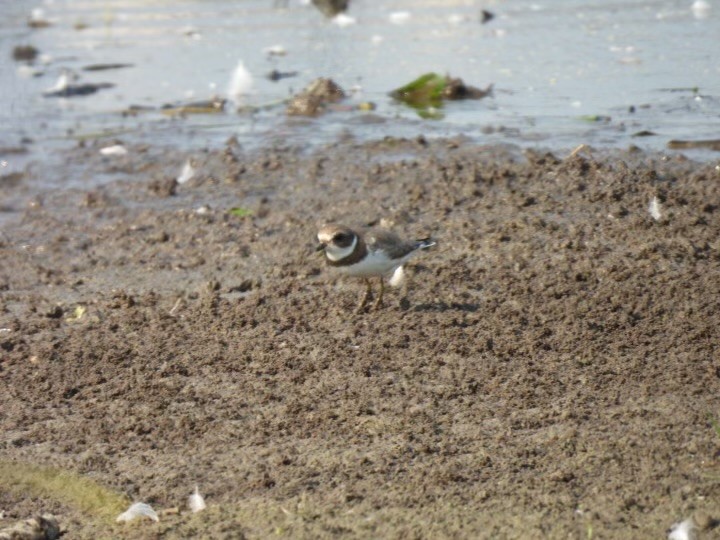 Semipalmated Plover - ML607574541