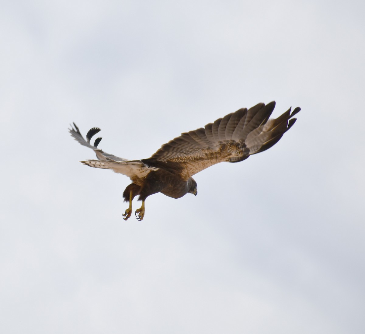 Swainson's Hawk - ML607574781