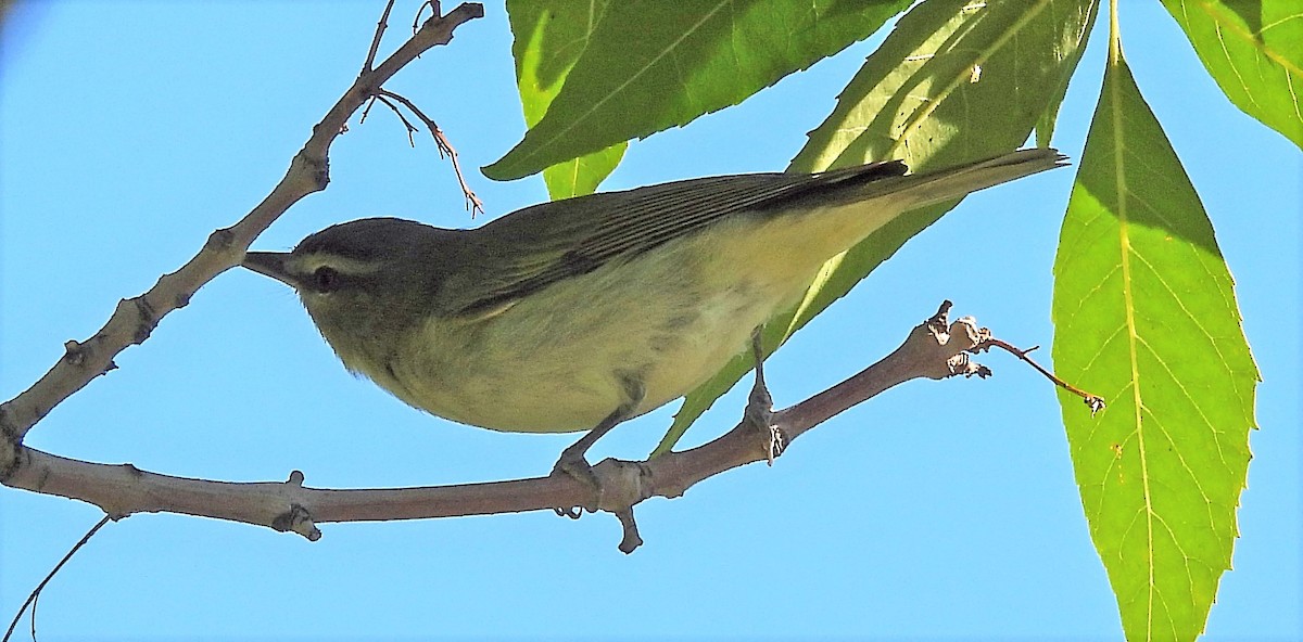 Red-eyed Vireo - ML607575091