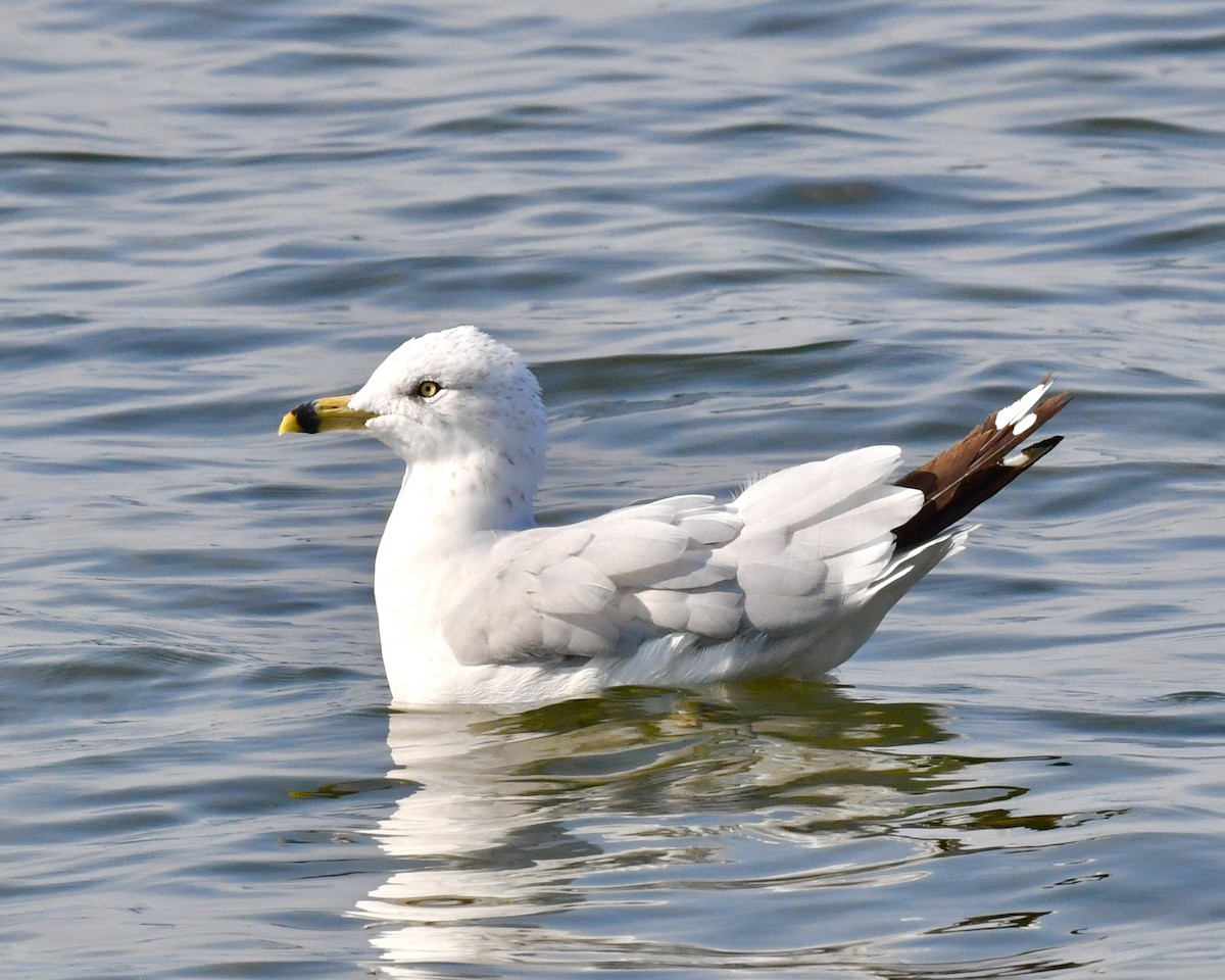 Gaviota de Delaware - ML607576631