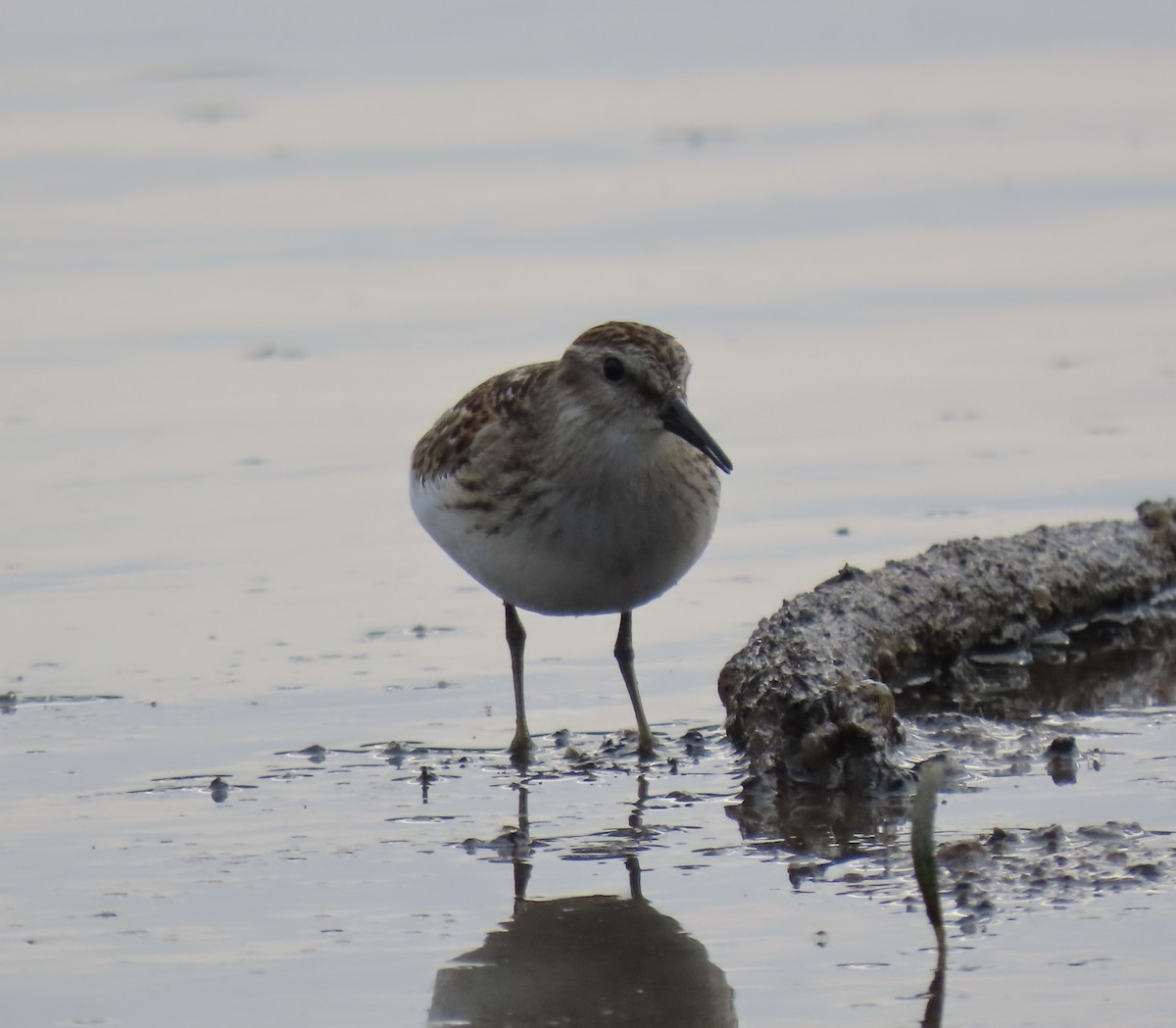 Least Sandpiper - ML607577411