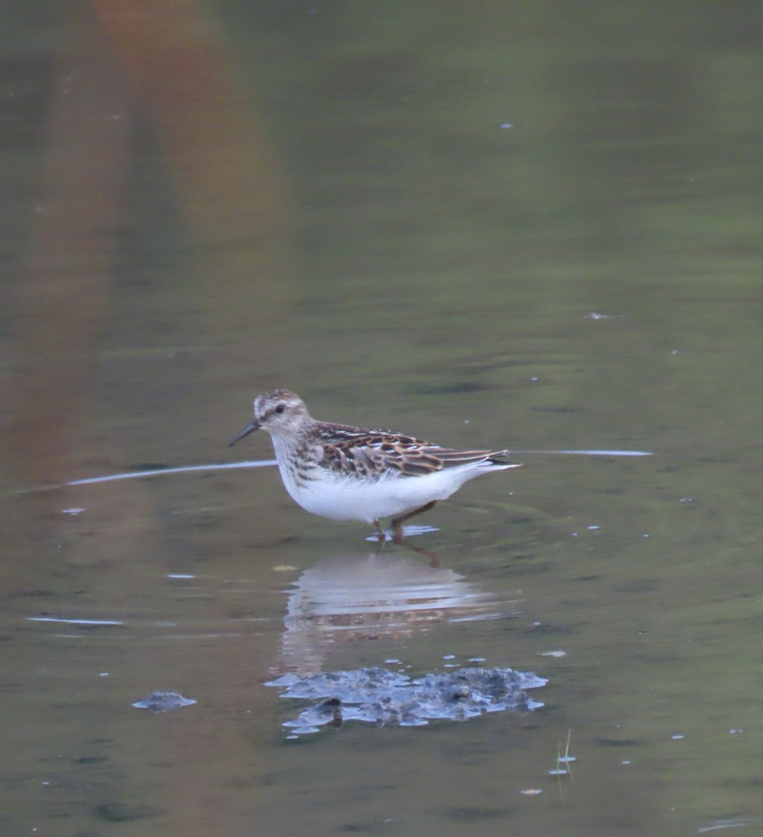 Least Sandpiper - ML607577421