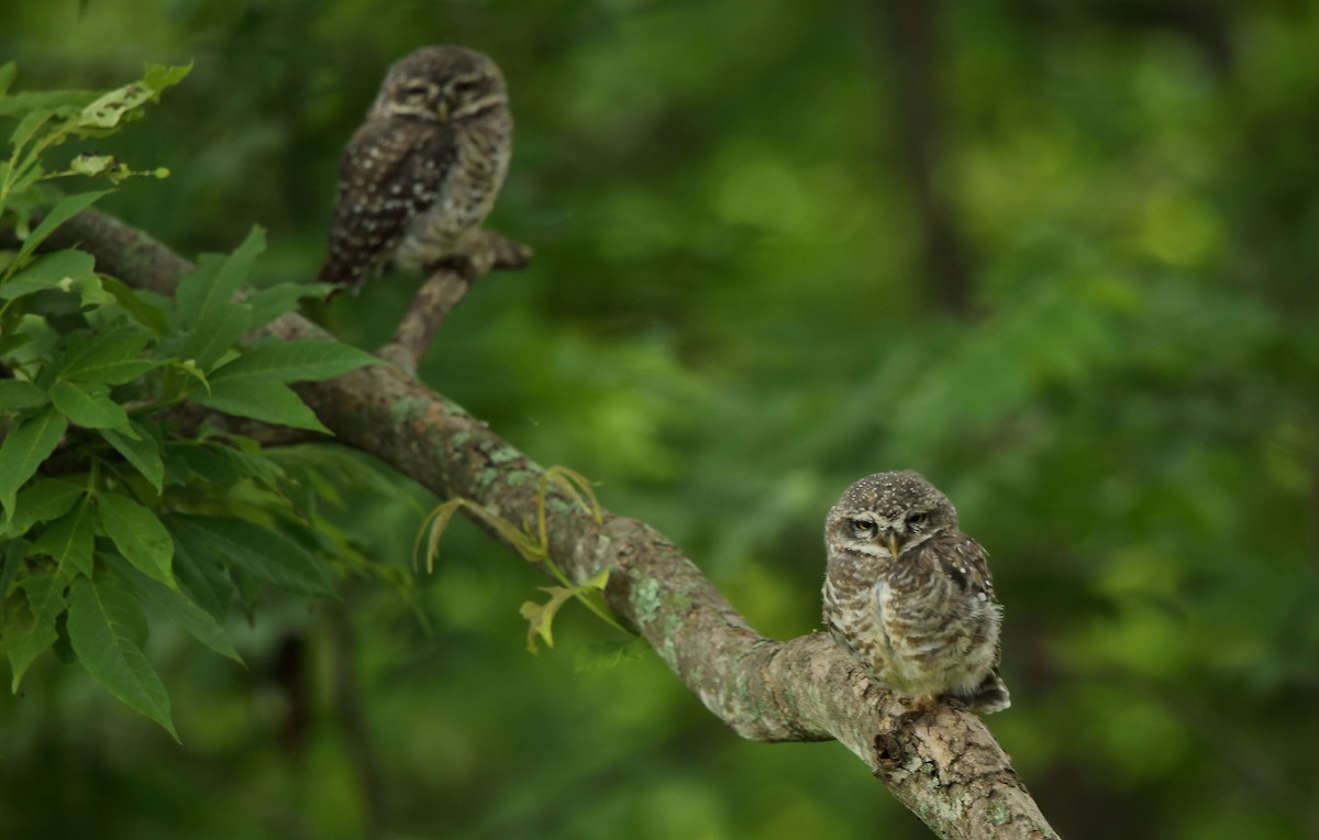 Spotted Owlet - ML60757851