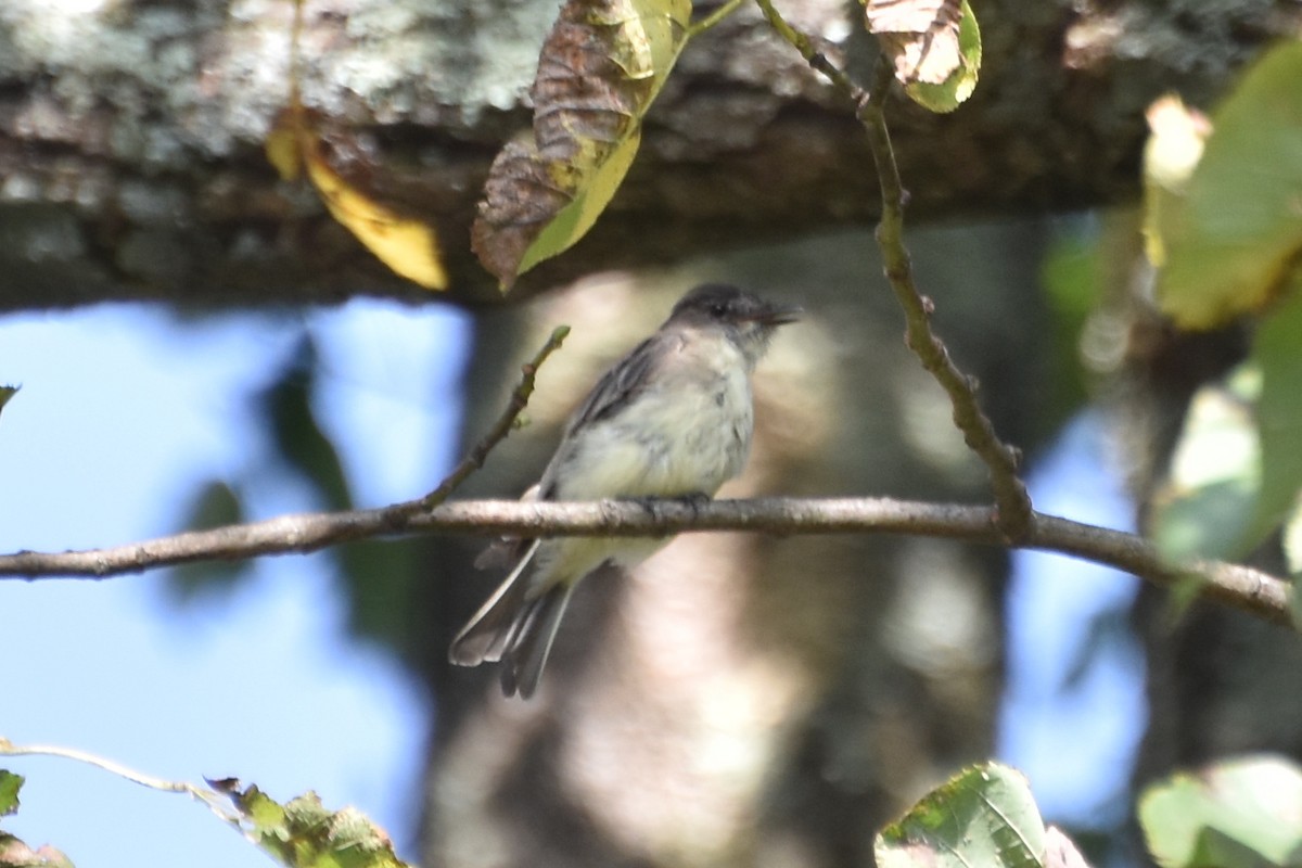 Eastern Phoebe - ML607578621