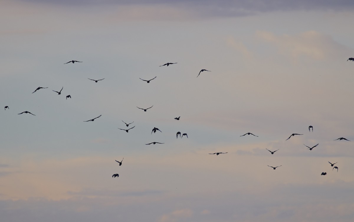 Yellow-billed Magpie - ML607578761
