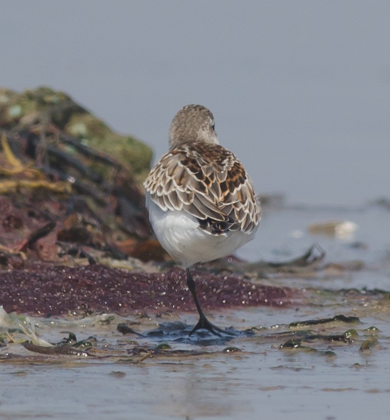 Western Sandpiper - ML607579651